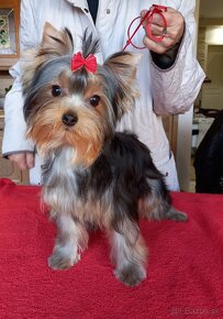 YORKSHIRE TERRIER  s PP - psík - 4