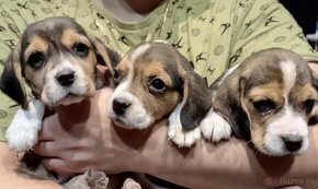 Beagle - 4