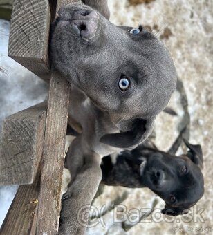 Cane Corso - 4