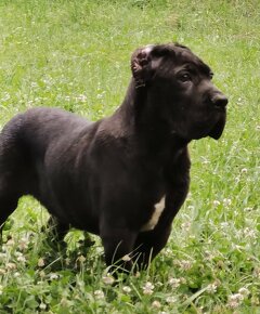 Cane Corso s PP - 4