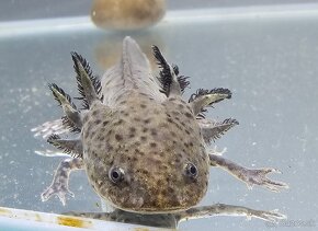 Axolotl mexický - 4