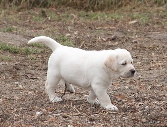 Labrador žlté šteniatka s PP - 4