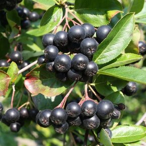 Aronia melanocarpa čiernoplodá kričkova forma - 4