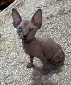 Don Sphynx - 4