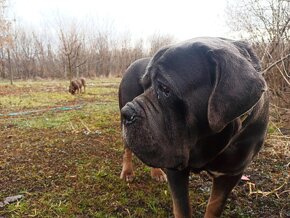 Cane Corso krytie - 4