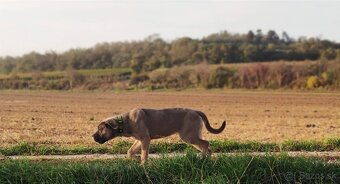 Cane Corso s PP (FCI) - fenka - 4