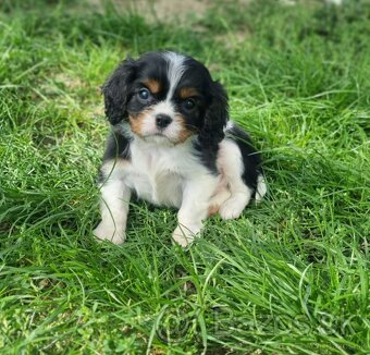 Cavalier king charles spaniel - 4