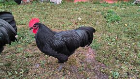 Kohúty čistokrvné australorp - 4