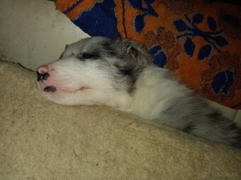 Border kólia blue merle - 4