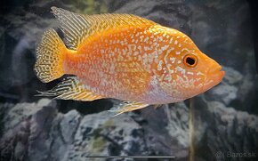 Flowerhorn Golden Base - 4