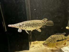 Aligator gar - 4