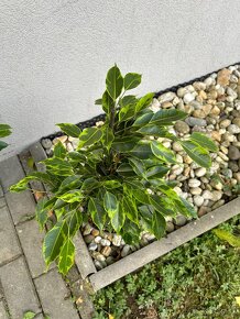 Ficus benjamina Anastasia - 4