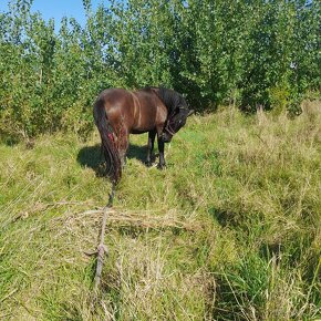 Predam kobila 3 ročná friz a polotažká viska 170 - 4