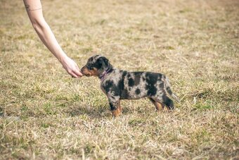 Beauceron s PP - 4