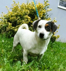 Darujem súrne psíka Nera - mix jack russel teriér - 4