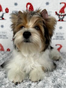 Yorkshirsky terier - Biewer - Yorkshire terrier - Jorkšír - 4