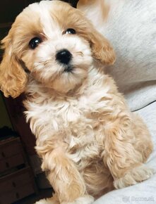 Mini maltipoo - 4