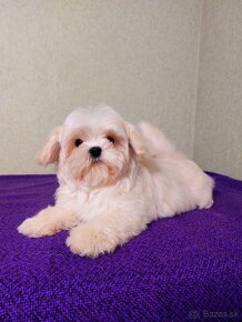 Krásne šteniatka Maltipoo - - 4