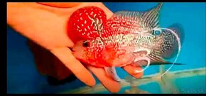 Flowerhorn - 4