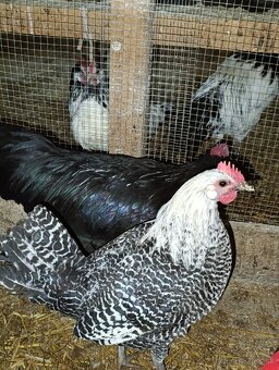 Čierny australorp kohut - 4