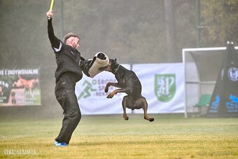 Plánované šteniatka dobermana s PP - 4