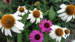 Echinacea purpurea – ružová - 4