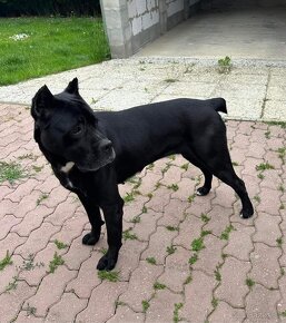 Cane Corso -šteniatká - 4