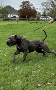 Bandog šteniatka - 4