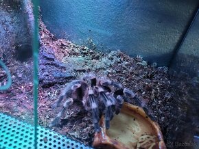 Acanthoscurria geniculata sklípkan, terárium - 4