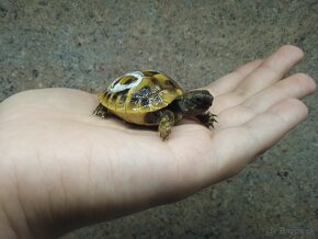 Suchozemska korytnačka (Testudo hermanni boettgeri) - 4