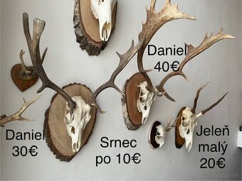 Predám trofeje na podložkách, parohy, parožie - 4