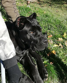 Fena cane corso 6 mesačna - 4