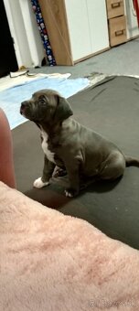 American Bully  Rezervacia - 4