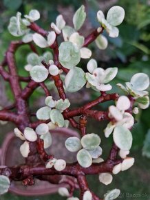 Krasny Bonsaj Portulacaria afra Variegatna forma - 4