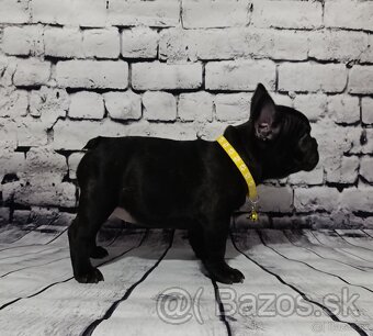 French bulldog/ francúzsky buldoček s PP - 4