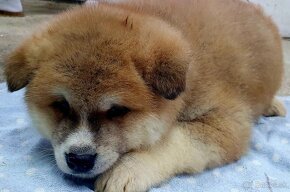 Akita inu - 4