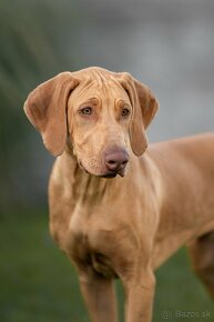 Rhodesian Ridgeback - 4