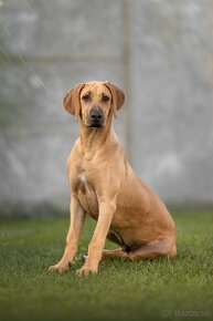 Rhodesian Ridgeback - 4