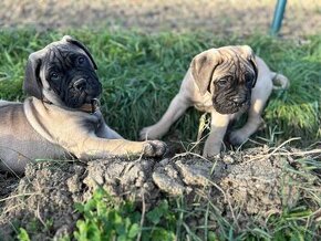 Šteniatka Bullmastiff, Bulmastif (2 sučky) - 4