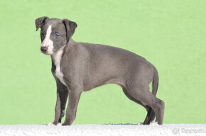 Whippet, vipet s PP - 4