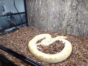 PREDÁM PYTHON MOLURUS BIVITTATUS ALBINO CARAMEL - 4