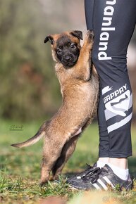 Malinois - Tomanland Kennel - 4