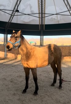 Dvouletá buckskin Quarter Horse klisna, nominace na Futurity - 4