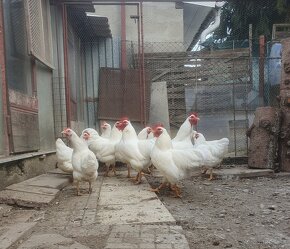 Predám zdrobnelú plymutku a oravku bielu - 4