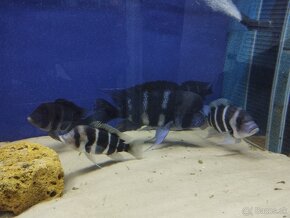 Cyphotilapia Frontoza Burundi - 4