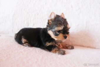 Yorkshire terrier fenky - 4