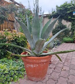 Predám pekny velky agave kaktus - 4