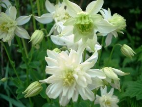 Orlíček obyčajný –Aquilegia vulgaris-prázdnokvetý a plnokvet - 4