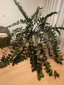 Zamioculcas Zamikulkas - 4