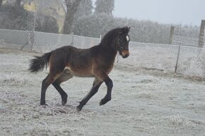 Welsh cob - hřebeček - 4